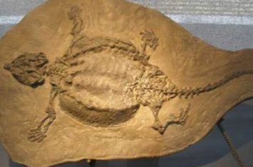 中国豆齿龙:龟蜥结合体(生活于浅水/三叠纪诞生)