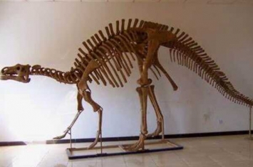 原巴克龙:中国中型恐龙(长5米/出土于阿拉善地区)
