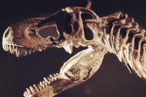 棘鳄龙:小型远古爬行动物(长3米/仅出土脊椎化石)