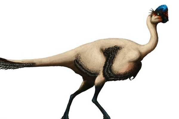 胁空鸟龙:非洲小型恐龙(最小0.3米/前肢有力会飞行)