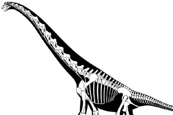 暹罗盗龙:泰国大型恐龙(长7.6米/长有牛排刀状锯齿)