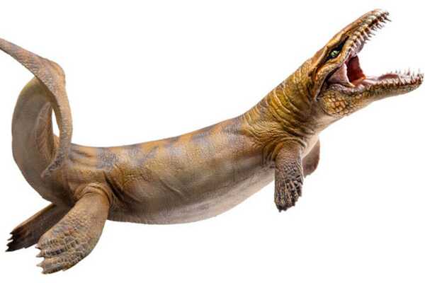 菱龙:最原始的蛇颈龙类生物(长3.5-8米/生于2亿年前)