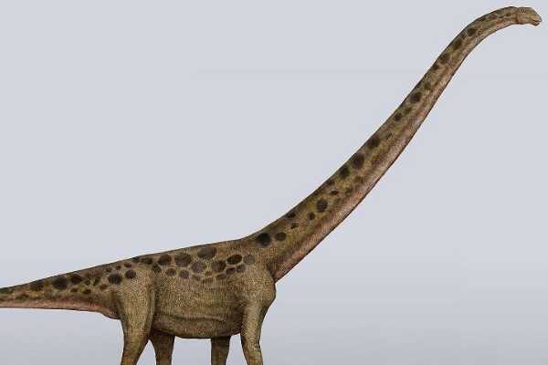 埃拉尔巨龙:世界最大的恐龙(长30米/出土于阿根廷)