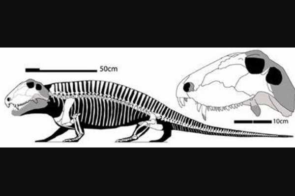 楔齿龙:大型盘龙目生物(长3米/神经棘极为修长)