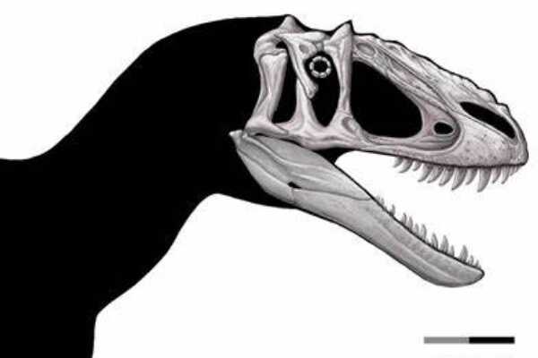 和平永川龙:四川大型恐龙(长9米/亚洲最完整化石)