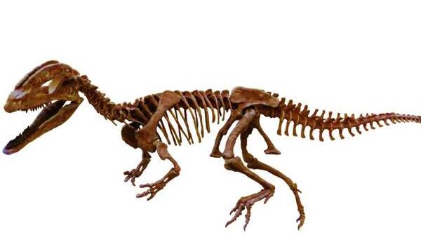 农神龙：南美洲小型恐龙（长2米/世界上最古老的恐龙）