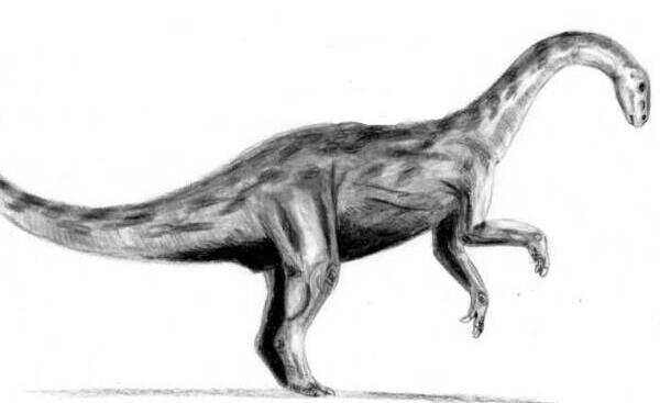 农神龙：南美洲小型恐龙（长2米/世界上最古老的恐龙）