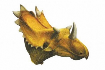 犹他角龙:北美大型角龙类(长7米/颈盾呈心形)