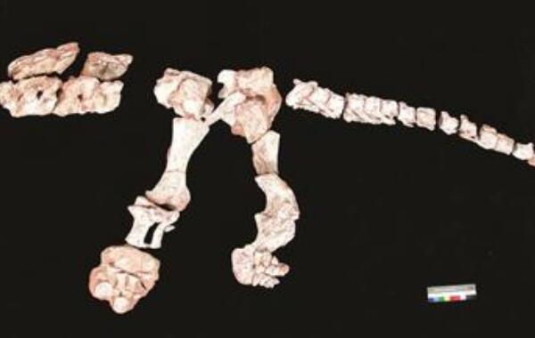 西风龙：美国小型二足食草恐龙（长1.8米/1.13亿年前）