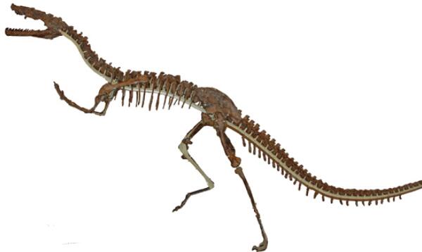 异波塞东龙：欧洲巨型食草恐龙（长20米/1.36亿年前）