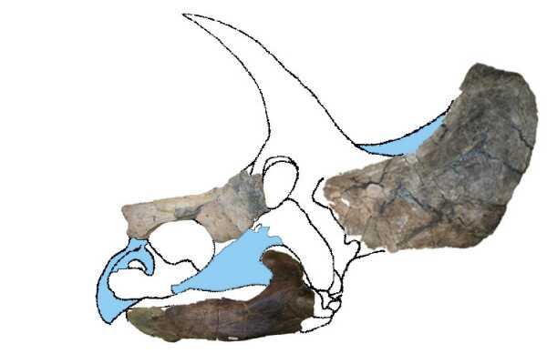 白杨山角龙:北美大型角龙类(长9米/拥有方形颈盾)