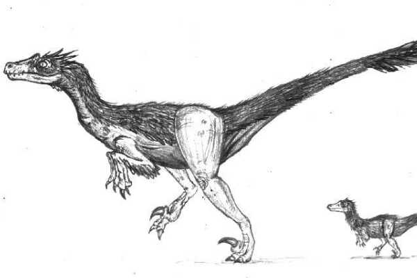 盘古盗龙:云南小型恐龙(长2米/亚洲首个腔骨龙类)