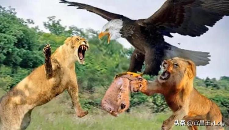 阿根廷巨鹰真的会吃狮子吗,目前世界最大体型的鹰
