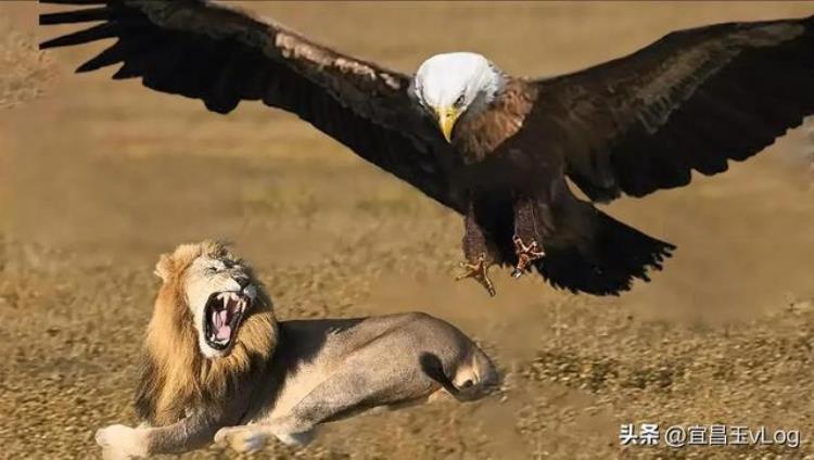 阿根廷巨鹰真的会吃狮子吗,目前世界最大体型的鹰