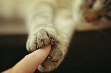 猫喜欢挠人的脚,猫咪为啥会挠人