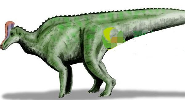 安德萨角龙：蒙古国小型食草恐龙（长3米/8300万年前）