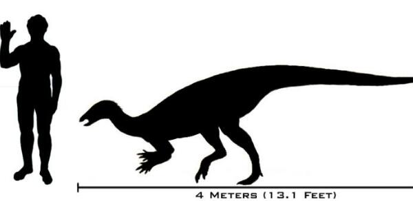 原栉龙：北美洲大型食草恐龙（长8米/距今6800万年前）