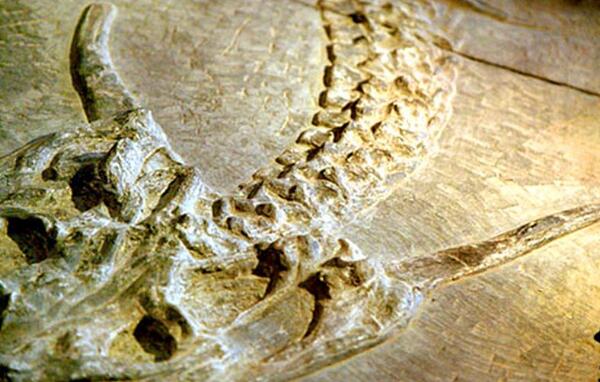 纤手龙：北美洲小型杂食性恐龙（长2.9米/7000万年前）