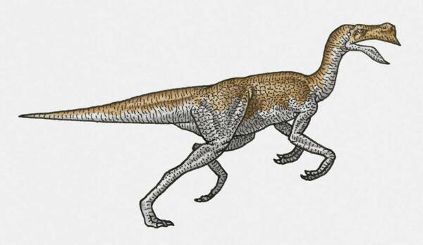纤手龙：北美洲小型杂食性恐龙（长2.9米/7000万年前）