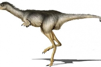 艾伯塔爪龙：加拿大小型食肉恐龙（长0.8米/7000万年前）