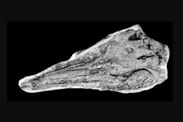 虚形龙:北美小型恐龙(长2-3米/骨骼中空/健跑能手)