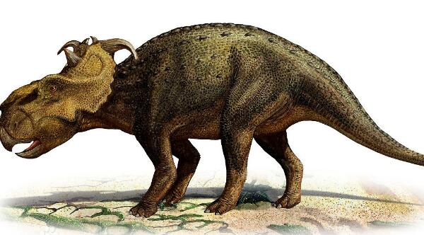 盔龙：北美洲大型食草恐龙（长9米/距今7200万年前）