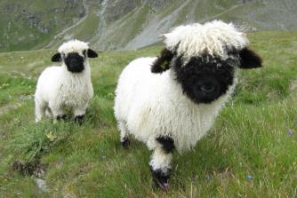 世界上最可爱的羊：黑鼻羊(一只九万多看起来像毛绒玩具)