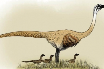 似鸟龙：形似鸵鸟的恐龙（长1.5米/出土于北美洲加拿大）