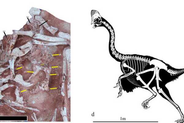 钉背龙:欧洲中型恐龙(长4-5米/臀部长有完整骨甲)