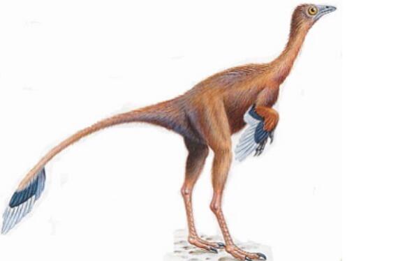 帝龙：辽宁小型食肉恐龙（长2米带羽毛/距今1.3亿年前）