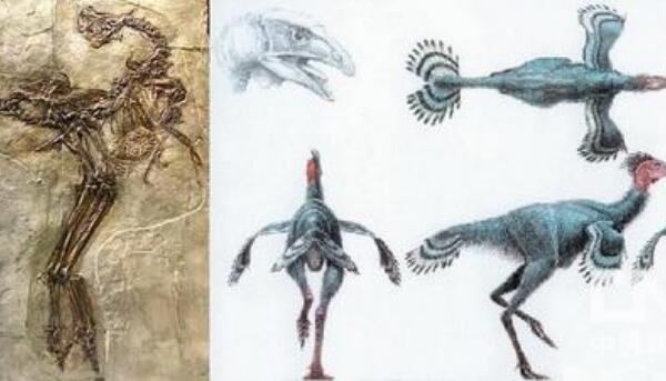 帝龙：辽宁小型食肉恐龙（长2米带羽毛/距今1.3亿年前）