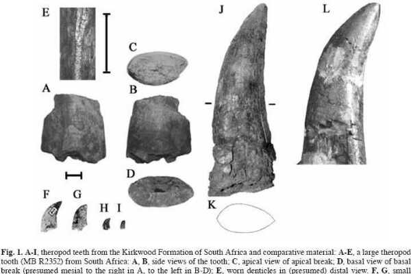 坦桑尼亚蛮龙:仅发现一颗巨型牙齿化石(长15.5厘米)