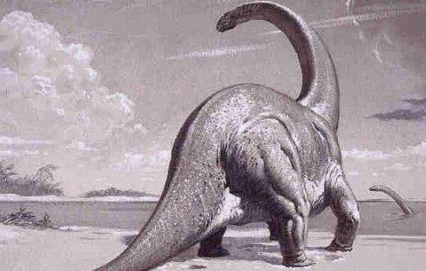 悟空翼龙：辽宁小型食肉恐龙（长0.2米/距今1.2亿年）