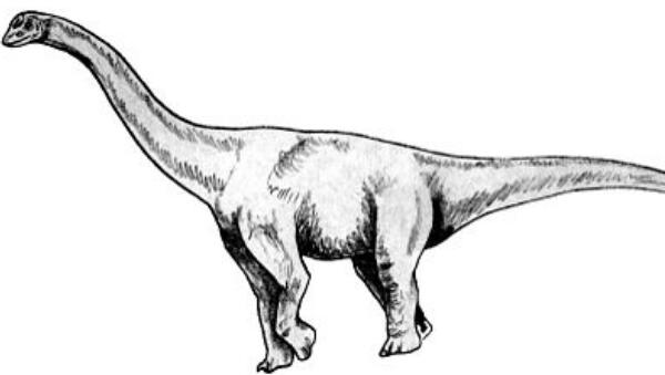 悟空翼龙：辽宁小型食肉恐龙（长0.2米/距今1.2亿年）