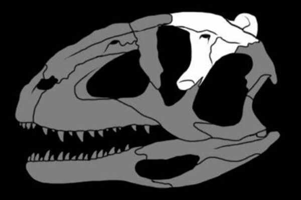 阿克猎龙:欧洲中型角鼻龙类(长6米/于普罗旺斯出土)