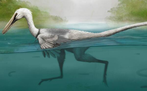 神鹰盗龙：阿根廷大型食肉恐龙（长5米/距今1.62亿年前）