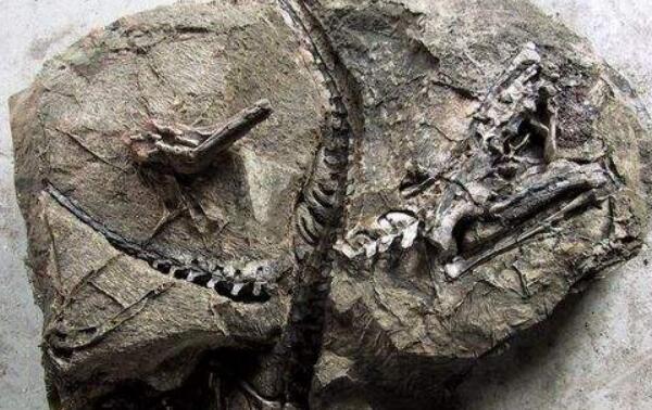 塔哈斯克龙：欧洲顶级肉食恐龙（长6米/距今7000万年前）