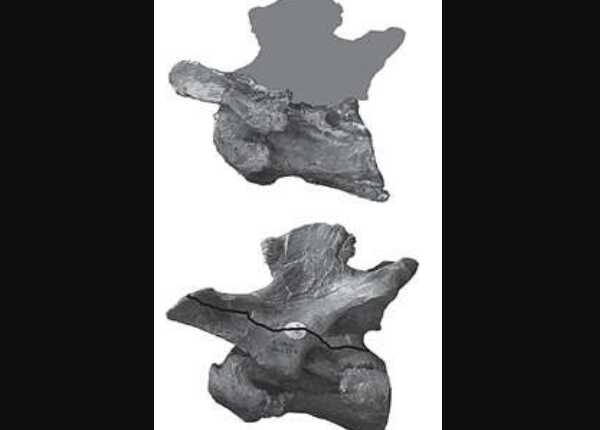 古齿龙:非洲超巨型恐龙(长13米/马达加斯加出土)