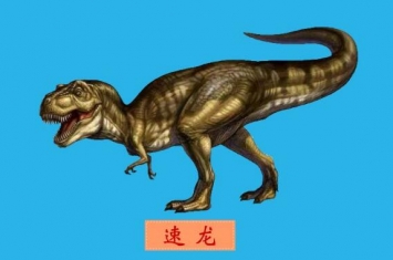 速龙：最聪明的小型食肉恐龙（长1米/距今8300万年前）