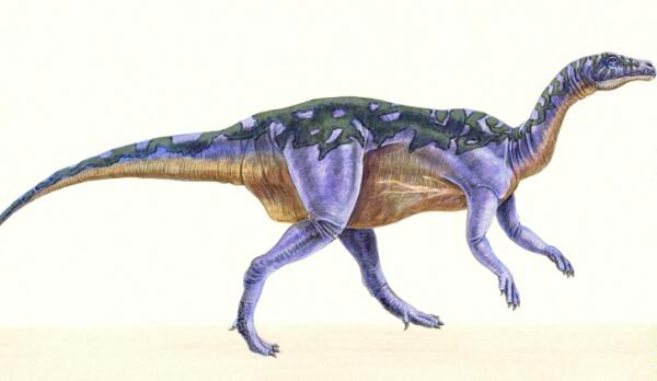 酋尔龙：阿根廷大型食肉恐龙（长6米/距今7000万年前）