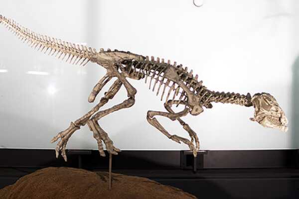 多齿灵龙:四川小型恐龙(长1.2米/最完整鸟脚类化石)