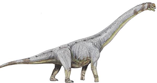 巴塔哥尼亚龙：阿根廷超巨型恐龙（长20米/1.63亿年前）