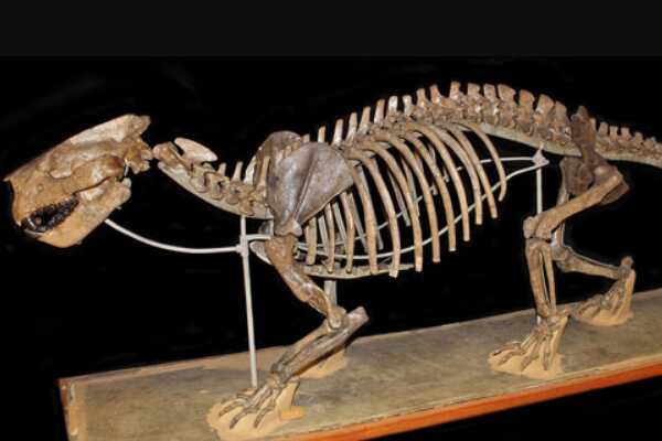 裂肉兽:最大的牛鬣兽科动物(长4米/狼和熊的结合体)