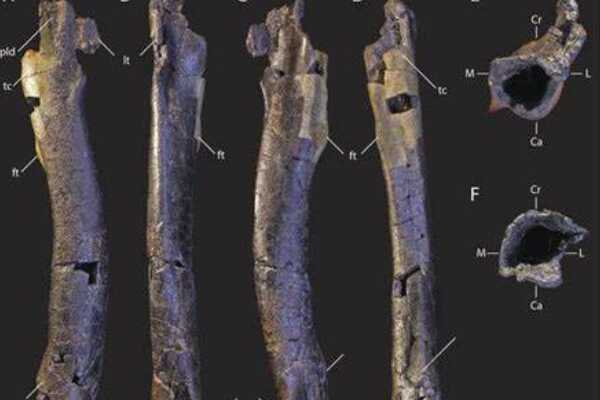狼蜥兽:二叠纪最大肉食动物(长4米/长有硕大犬齿)