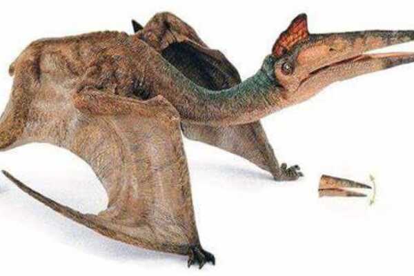 乌克提纳翼龙:北美翼龙类(第三对牙齿硕大/长15厘米)