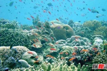 为什么要保护珊瑚礁?珊瑚礁消失的10大原因揭秘