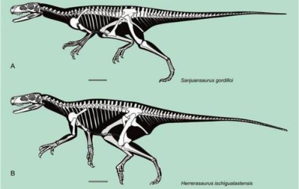 银龙：阿根廷最大的恐龙之一（长21米/距今6500万年前）