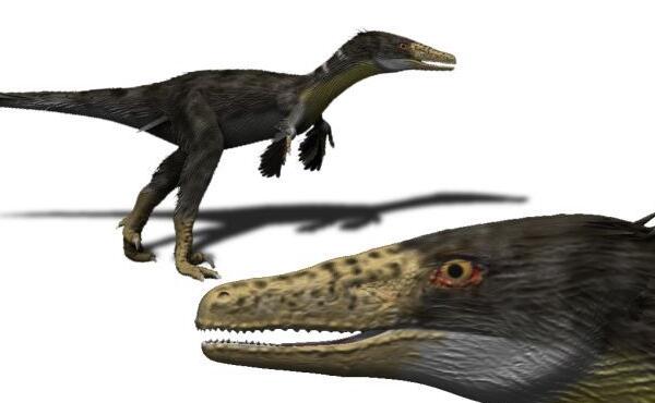南方盗龙：南半球最大的驰龙类恐龙（长5米/6500万年前）
