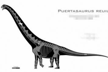 瑞氏普尔塔龙:拥有最宽蜥脚类脊椎(宽1.6米/体长30米)