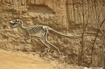 龙的化石真的存在吗(世界上有龙的化石吗)